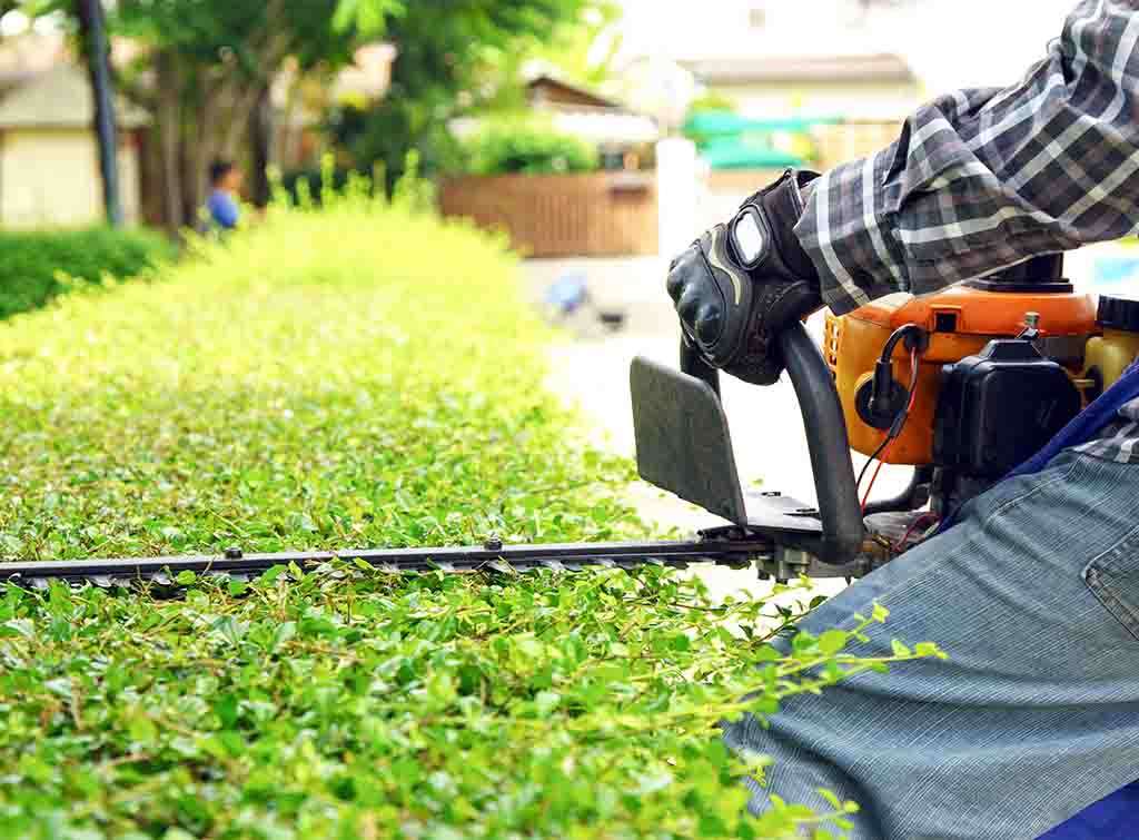 Hedge Cutting