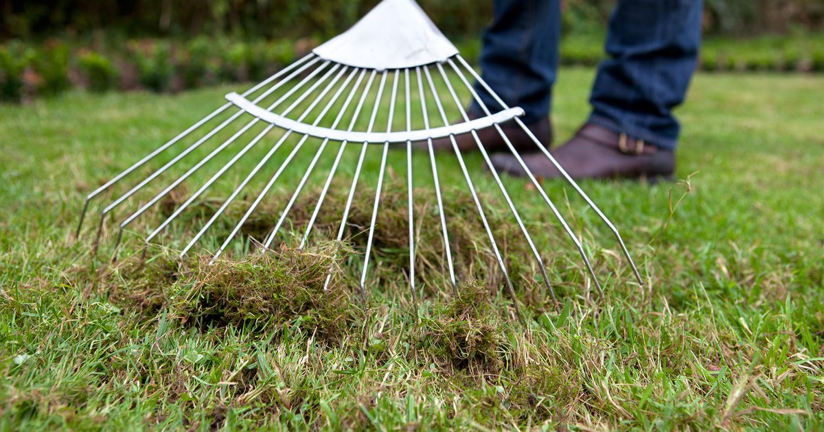 Moss Removal